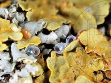 Epirrita christyi_хорионы